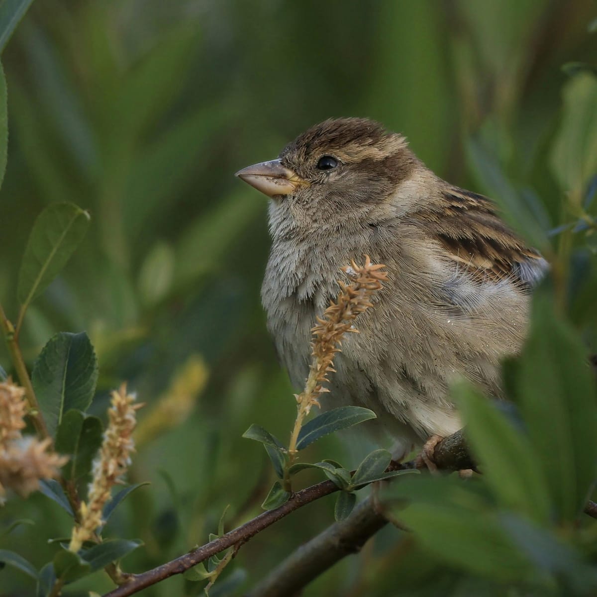 เอกนิษฐ์ ปัญญา avatar